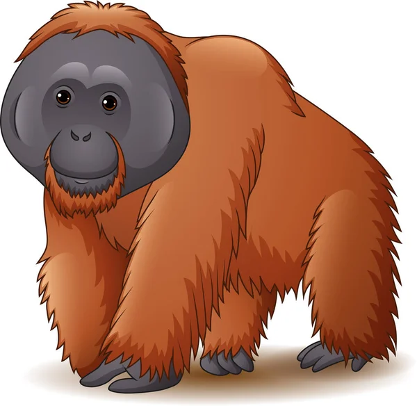 Vektor Iilustration Orangutana Izolovaných Bílém Pozadí — Stockový vektor