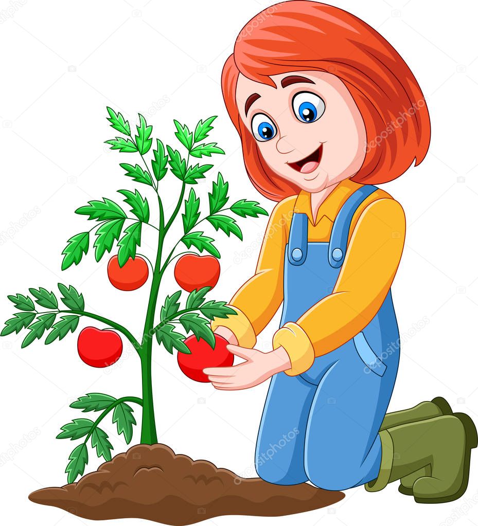 Vector illustration of Cartoon girl harvesting tomatoes