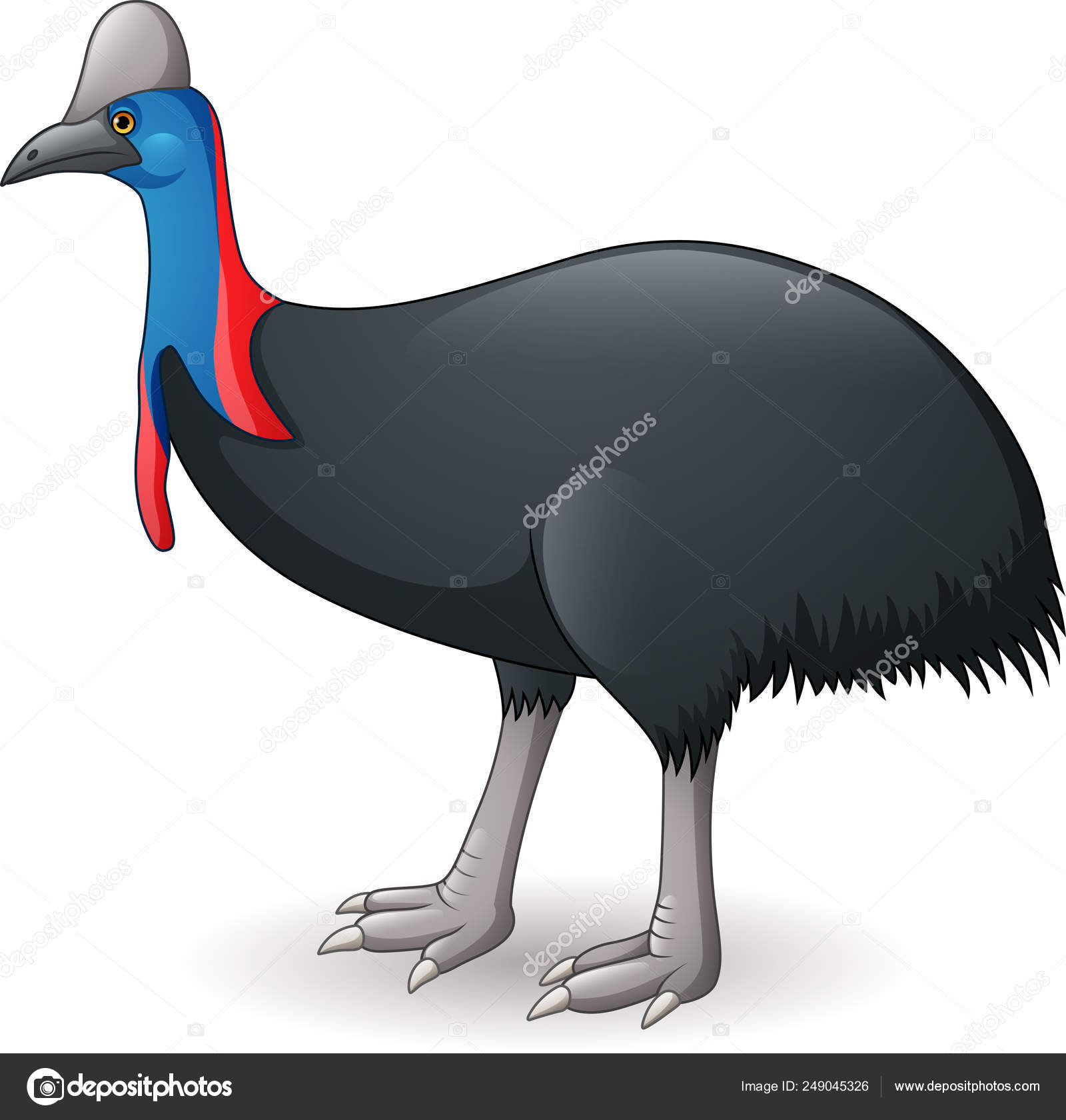 Casuarius Stok Vektor
