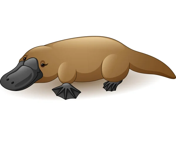 Illustration Platypus Isolerad Vit Bakgrund — Stock vektor