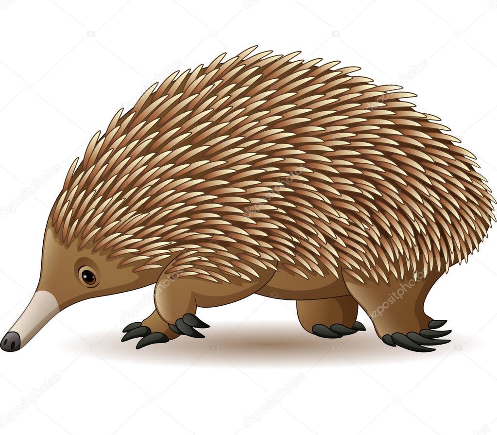 Vector illustration of Echidna isolated on white background