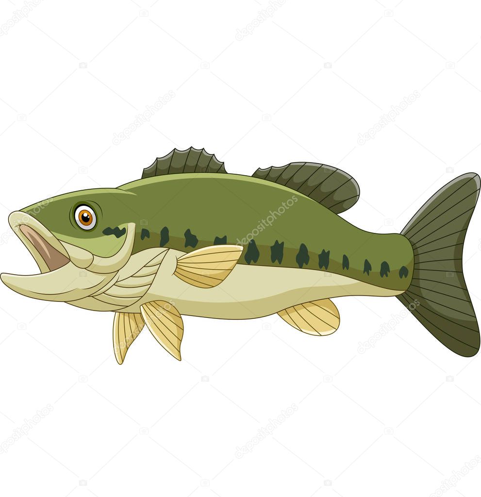 Vector illustration of Cartoon bass fish isolated on white background