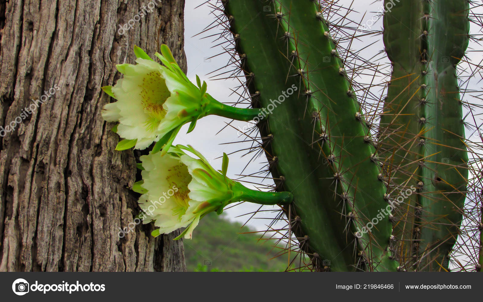 Fotos de Flor de cacto mandacaru, Imagens de Flor de cacto mandacaru sem  royalties | Depositphotos