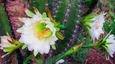 bir geleneksel Brezilya kaktüsler, mandacaru, caatinga biome ve insanlar ve hayvanlar ve süsleme için gıda olarak hizmet vermektedir ortak kaktüsler güzel çiçekler