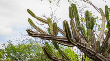 geleneksel Brezilya kaktüsler, mandacaru, ortak kaktüsler caatinga biome ve gıda için insan ve hayvan ve süsleme ve çiçek ve meyve üreten yanı sıra olarak hizmet vermektedir