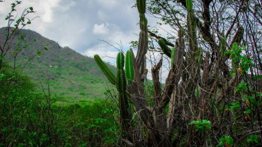 geleneksel Brezilya kaktüsler, mandacaru, ortak kaktüsler caatinga biome ve gıda için insan ve hayvan ve süsleme ve çiçek ve meyve üreten yanı sıra olarak hizmet vermektedir