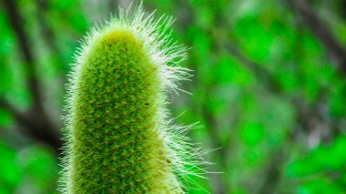 Kaynak Of kurak bölgeler Kuzey Arjantin, Kıllı kaktüs (Cephalocerius Senilis) A türler, nadir pazarlama, tabem Brezilya talaş içinde bulundu