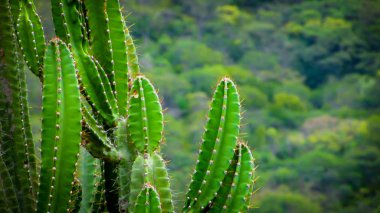 geleneksel Brezilya kaktüsler, mandacaru, ortak kaktüsler caatinga biome ve gıda için insan ve hayvan ve süsleme ve çiçek ve meyve üreten yanı sıra olarak hizmet vermektedir