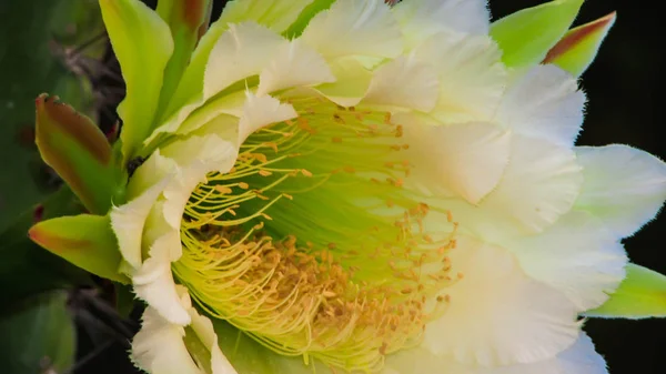 Красивые Цветы Традиционно Бразильские Кактусы Мандакару Кактусы Катинга Биом Служит — стоковое фото