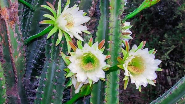 전통적으로 브라질 선인장 Mandacaru Caatinga Biome 사람들 장식을 역할의 일반적인 — 스톡 사진