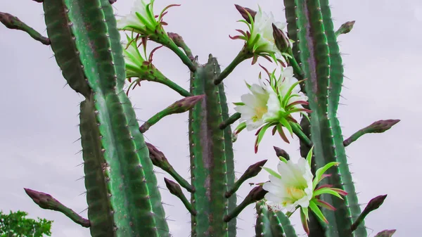 Красиві Квіти Традиційно Бразильський Кактусів Mandacaru Поширених Кактусів Каатинга Біома — стокове фото