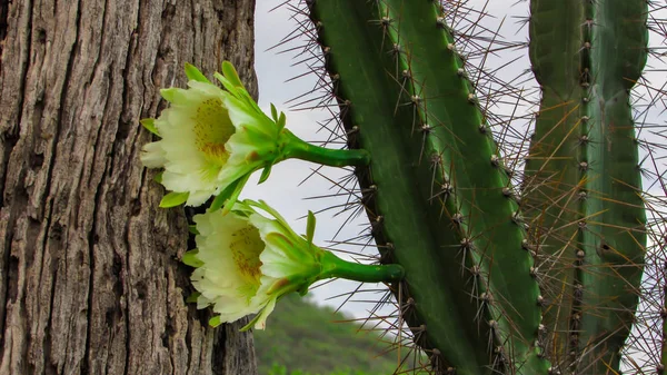 Mandacaru cactus flowers Stock Photos, Royalty Free Mandacaru cactus  flowers Images | Depositphotos