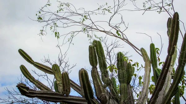 Traditionelt Brasiliansk Kaktus Mandacaru Almindelig Kaktus Caatinga Biome Tjener Som - Stock-foto