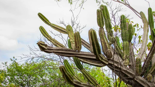 Cactus Traditionnellement Brésiliens Mandacaru Cactus Communs Biome Caatinga Sert Nourriture — Photo