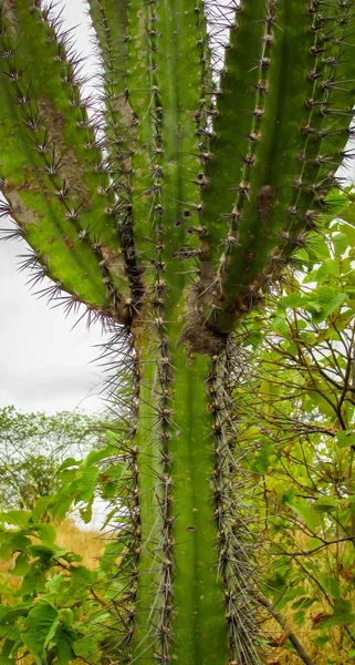 传统的巴西仙人掌 Mandacaru Caatinga 生物群系的常见仙人掌 作为人类和动物的食物 除了生产花卉和水果 — 图库照片