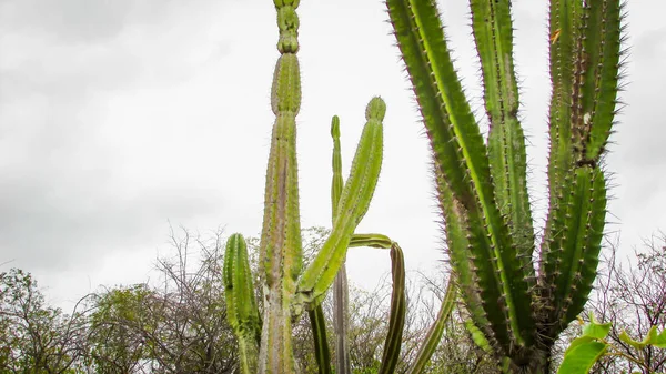 Cactus Tradicionalmente Brasileños Mandacaru Cactus Comunes Del Bioma Caatinga Sirve —  Fotos de Stock