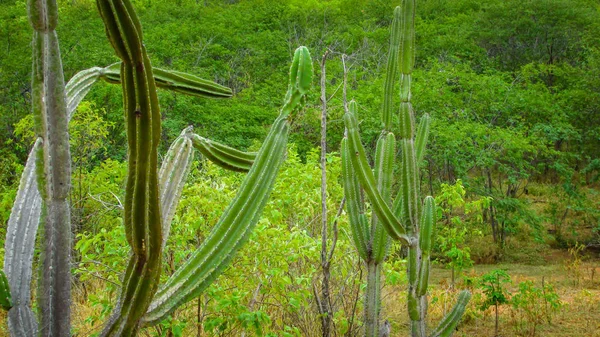 Tradycyjnie Brazylijski Kaktusy Mandacaru Często Kaktusy Mrówczynek Biome Służy Jako — Zdjęcie stockowe