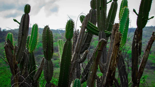 Cactus Traditionnellement Brésiliens Mandacaru Cactus Communs Biome Caatinga Sert Nourriture — Photo