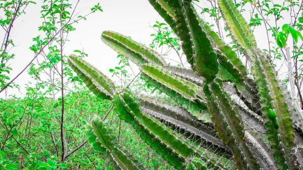 Traditionellt Brasilianska Kaktusar Mandacaru Gemensamma Kaktusar Corythomantis Biome Och Tjänar — Stockfoto