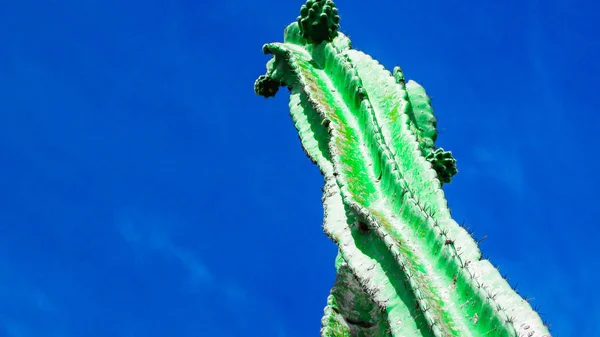 Traditionally Brazilian Cacti Mandacaru Common Cacti Caatinga Biome Serves Food — Stock Photo, Image