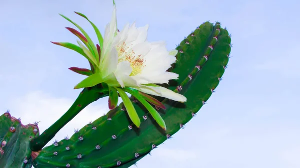 아름다움 식물학 브라질 선인장 선인장 신선한 Mandacaru Mandacaru 선인장 Succulent — 스톡 사진