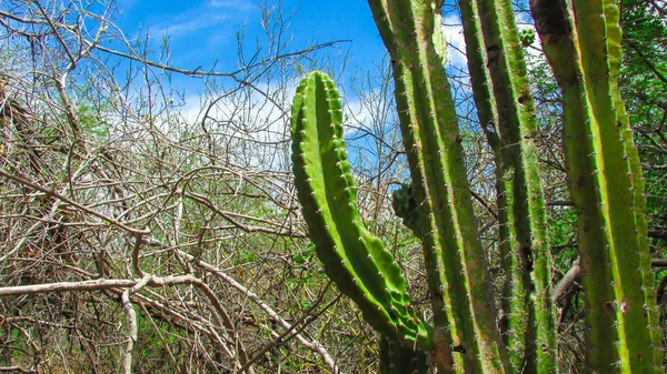 Tradicionalmente Cactos Brasileiros Mandacaru Cactos Comuns Bioma Caatinga Serve Alimento — Fotografia de Stock