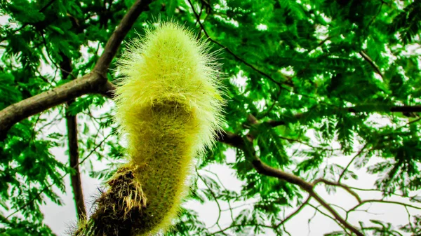 Originário Das Regiões Aridas Norte Argentina Cacto Cabelo Cefalocerius Senilis — Fotografia de Stock