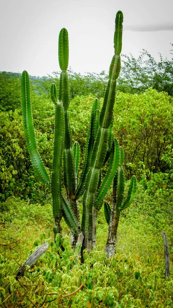 Traditionellt Brasilianska Kaktusar Mandacaru Gemensamma Kaktusar Corythomantis Biome Och Tjänar — Stockfoto