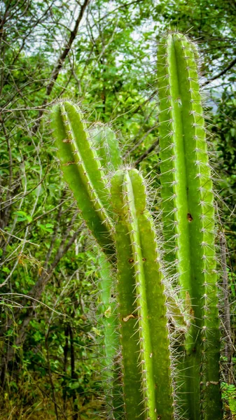 传统的巴西仙人掌 Mandacaru Caatinga 生物群系的常见仙人掌 作为人类和动物的食物 除了生产花卉和水果 — 图库照片