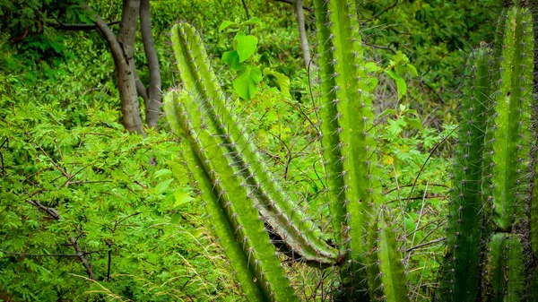 Cactus Traditionnellement Brésiliens Mandacaru Cactus Communs Biome Caatinga Sert Nourriture — Photo