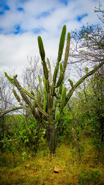传统的巴西仙人掌 Mandacaru Caatinga 生物群系的常见仙人掌 作为人类和动物的食物 除了生产花卉和水果 — 图库照片