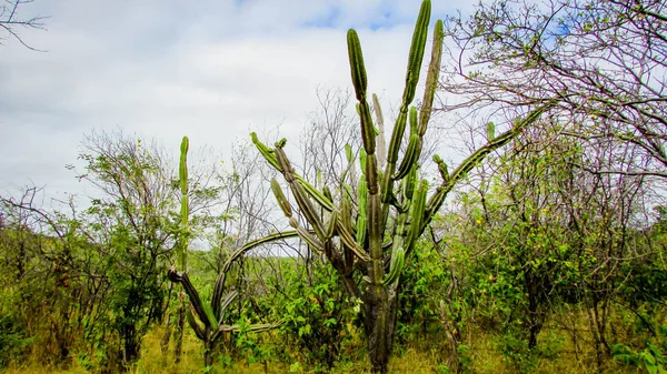 Traditionellt Brasilianska Kaktusar Mandacaru Gemensamma Kaktusar Corythomantis Biome Och Tjänar — Stockfoto