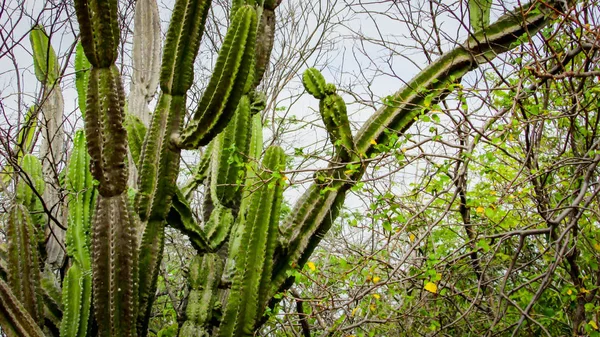 Cactus Tradicionalmente Brasileños Mandacaru Cactus Comunes Del Bioma Caatinga Sirve — Foto de Stock