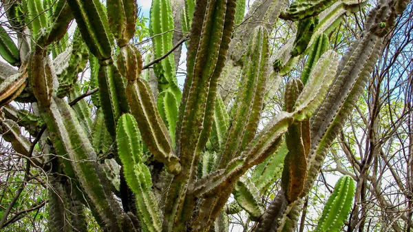 Traditionellt Brasilianska Kaktusar Mandacaru Gemensamma Kaktusar Corythomantis Biome Och Tjänar — Stockfoto