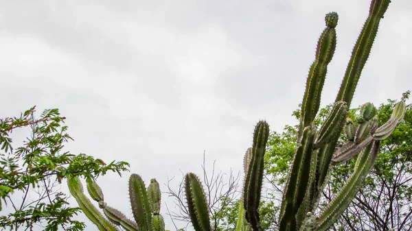 Cactus Traditionnellement Brésiliens Mandacaru Cactus Communs Biome Caatinga Sert Nourriture — Photo