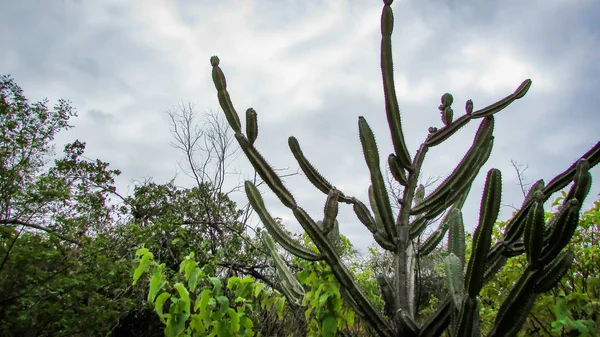 Cactus Tradicionalmente Brasileños Mandacaru Cactus Comunes Del Bioma Caatinga Sirve —  Fotos de Stock
