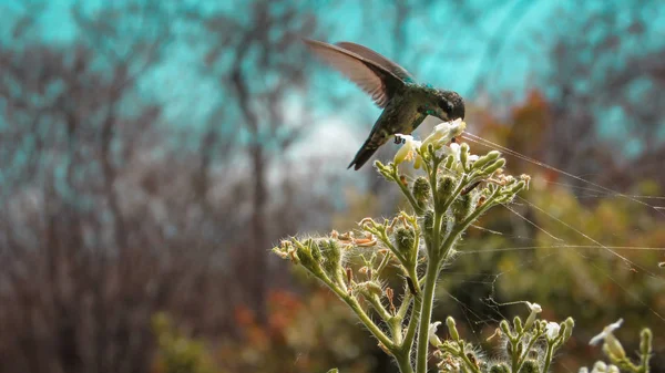 Hummingbird Cauda Preta Anthracothorax Nigricollis Pertence Família Trochilidae Nesta Foto — Fotografia de Stock