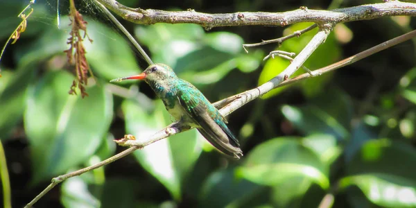 Black Tailed Hummingbird Anthracothorax Nigricollis Belongs Trochilidae Family Photo See — Stock Photo, Image