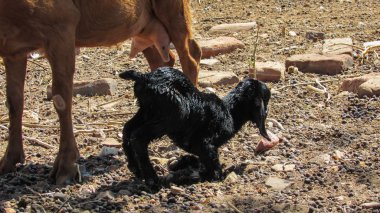 Keçi ile onun köpek yavrusu temizlemek için yalamak, ilk sakso, değil birçok kişi için çok yaygın bir cadı için bekleyen yeni doğan