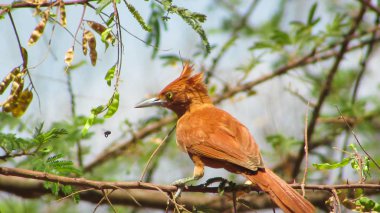 Sperm balinası familyasından bir kuş türü Furnariidae. Bazen bu kızılca cacholote bilinen, bu görüntüde türün güzel bir exenplar var.
