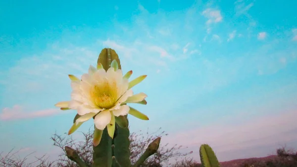 伝統的ブラジル サボテン Mandacaru Caatinga のバイオームと人と動物と装飾のための食糧としての一般的なサボテンの花 — ストック写真