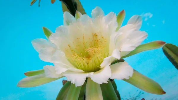 Wunderschöne Blüten Eines Traditionell Brasilianischen Kaktus Mandacaru Gewöhnlicher Kakteen Des — Stockfoto