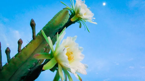 전통적으로 브라질 선인장 Mandacaru Caatinga Biome 사람들 장식을 역할의 일반적인 — 스톡 사진