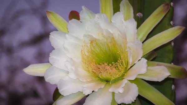 Belles Fleurs Cactus Traditionnellement Brésilien Mandacaru Cactus Communs Biome Caatinga — Photo