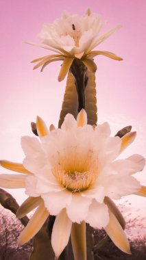 geleneksel olarak Brezilyalı bir kaktüs, mandacaru, caatinga biome ve insanlar ve hayvanlar ve süsleme için gıda olarak hizmet vermektedir ortak kaktüsler güzel çiçekler