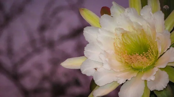 Красивые Цветы Традиционно Бразильского Кактуса Мандакару Общие Кактусы Биома Каатинга — стоковое фото