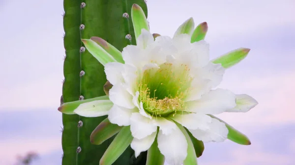 Belles Fleurs Cactus Traditionnellement Brésilien Mandacaru Cactus Communs Biome Caatinga — Photo