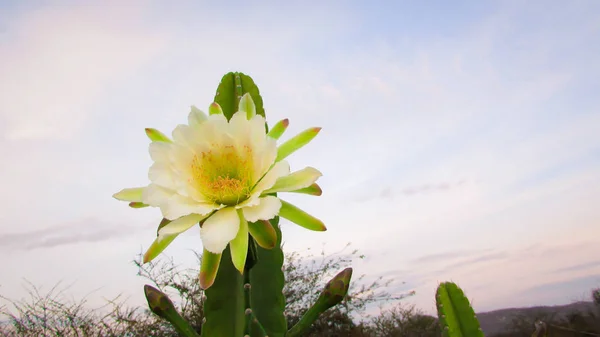 Belles Fleurs Cactus Traditionnellement Brésilien Mandacaru Cactus Communs Biome Caatinga — Photo