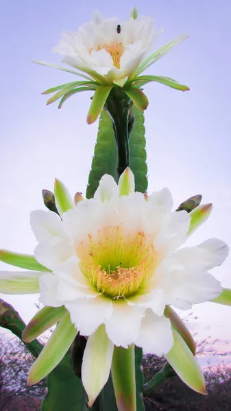 Flores Bonitas Cacto Tradicionalmente Brasileiro Mandacaru Cactos Comuns Bioma Caatinga — Fotografia de Stock