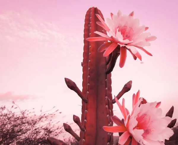 Belles Fleurs Cactus Traditionnellement Brésilien Mandacaru Cactus Communs Biome Caatinga — Photo